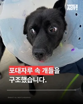 포대자루 유기견
