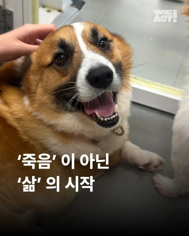 다리잘린개