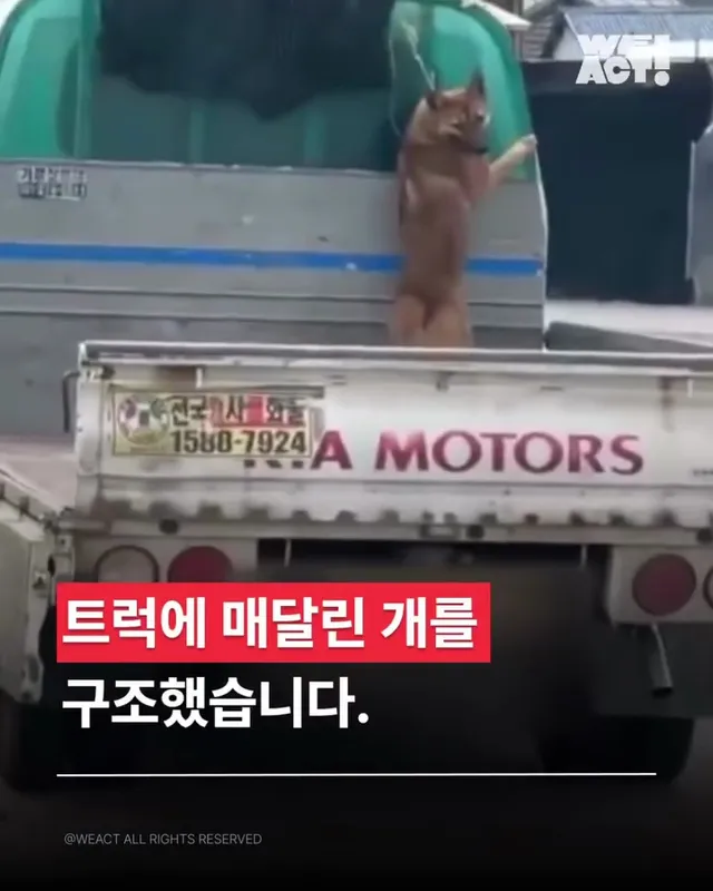 개트럭학대