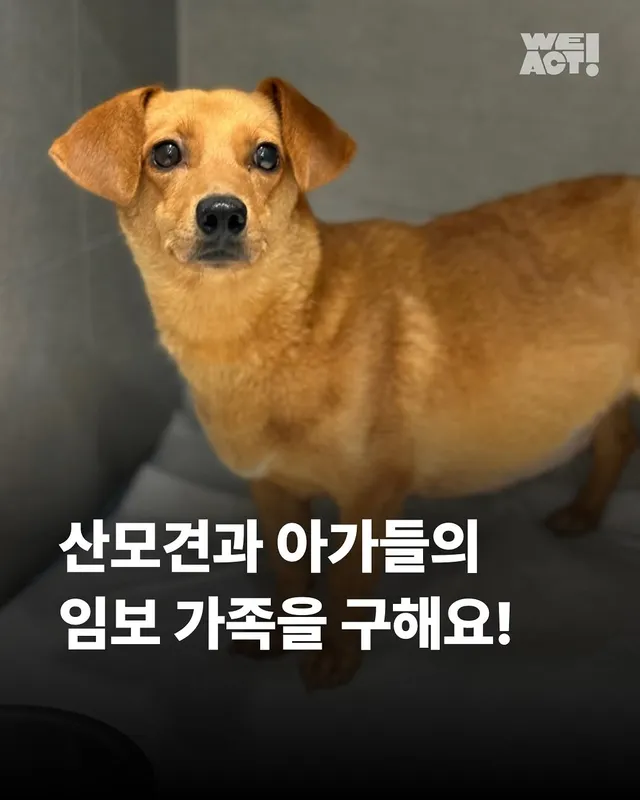 화성시보호소
