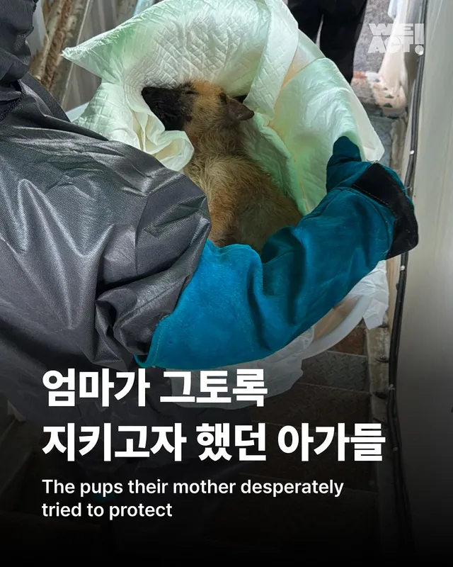 화성유기방치학대