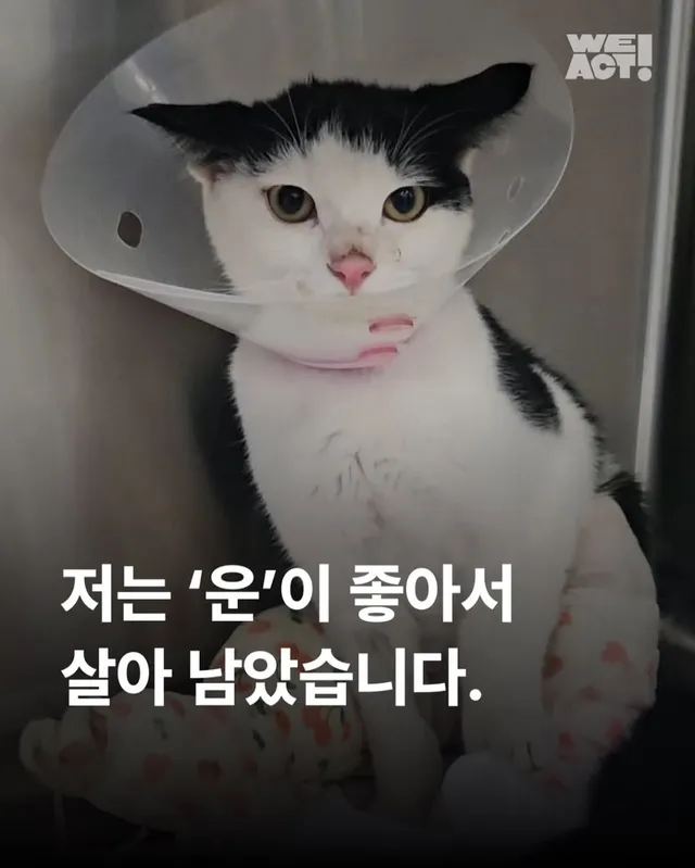 용인길고양이