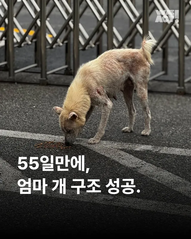 화성유기방치학대