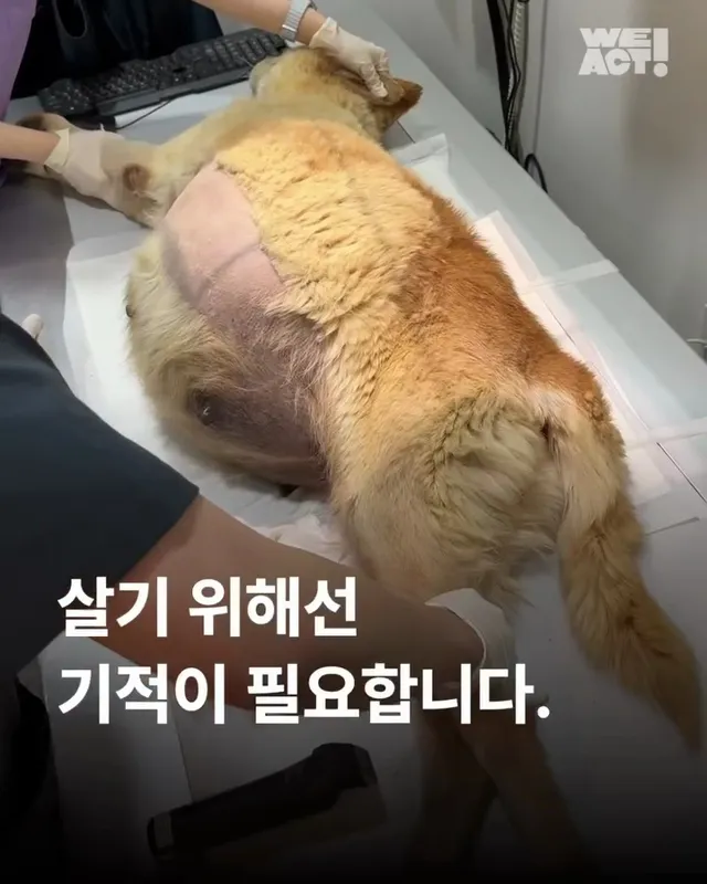 당진방치학대