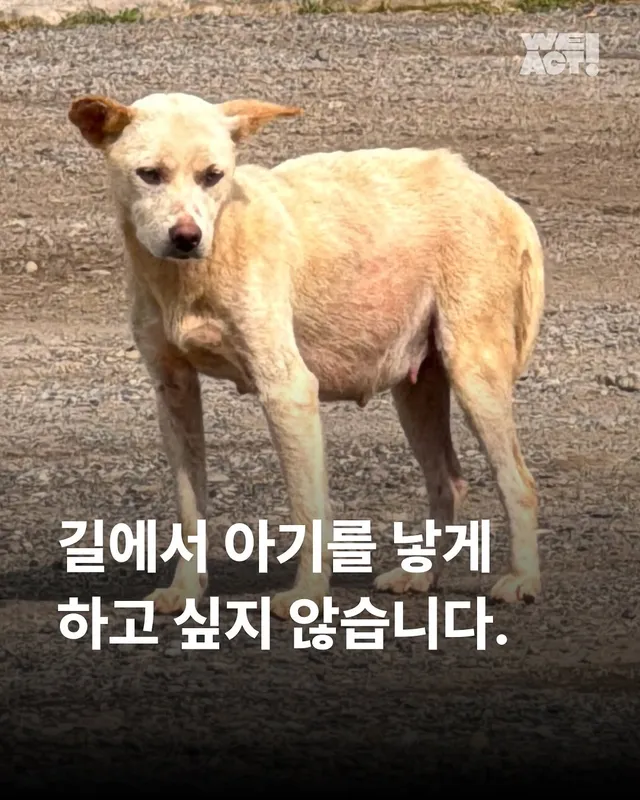 화성유기방치학대