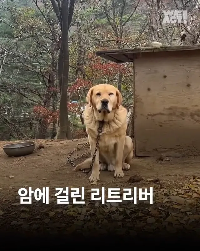 홍천방치학대