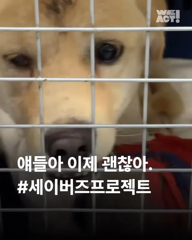세이버즈 프로젝트 논산시보호소