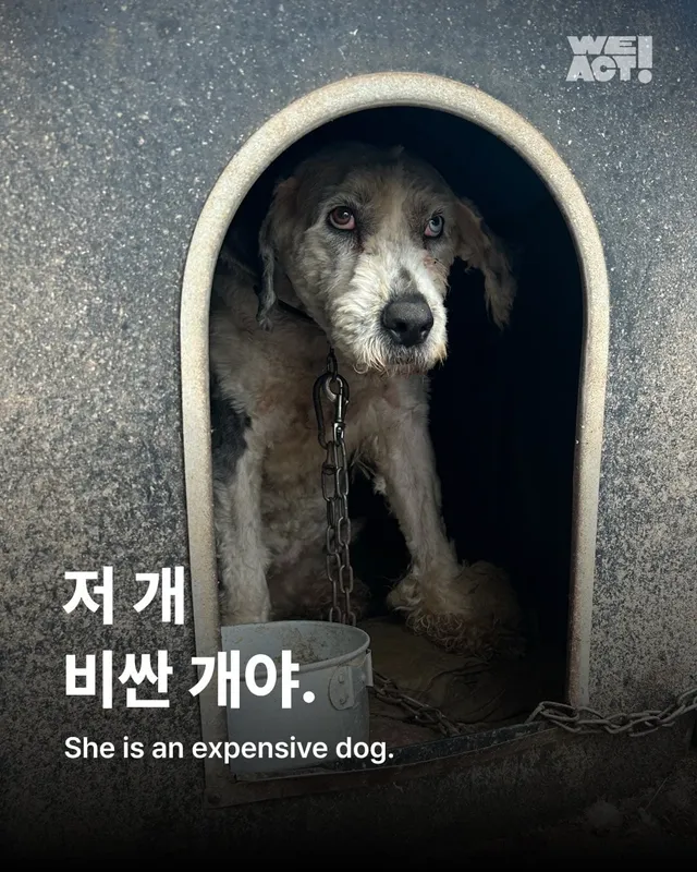 수원 방치견