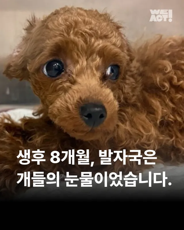 평택 오피스텔방치견