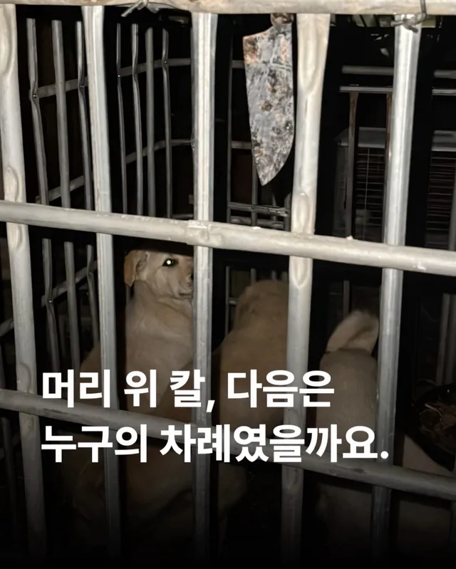 화성 불법도살장