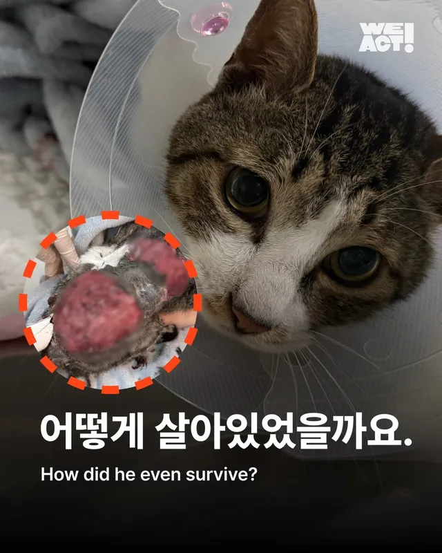 합천 피부고양이