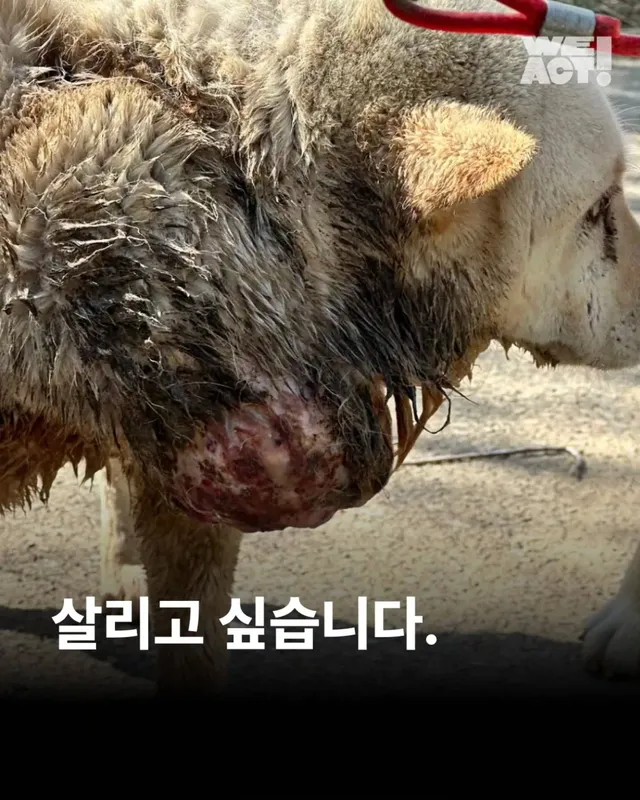 김해 종양방치백구