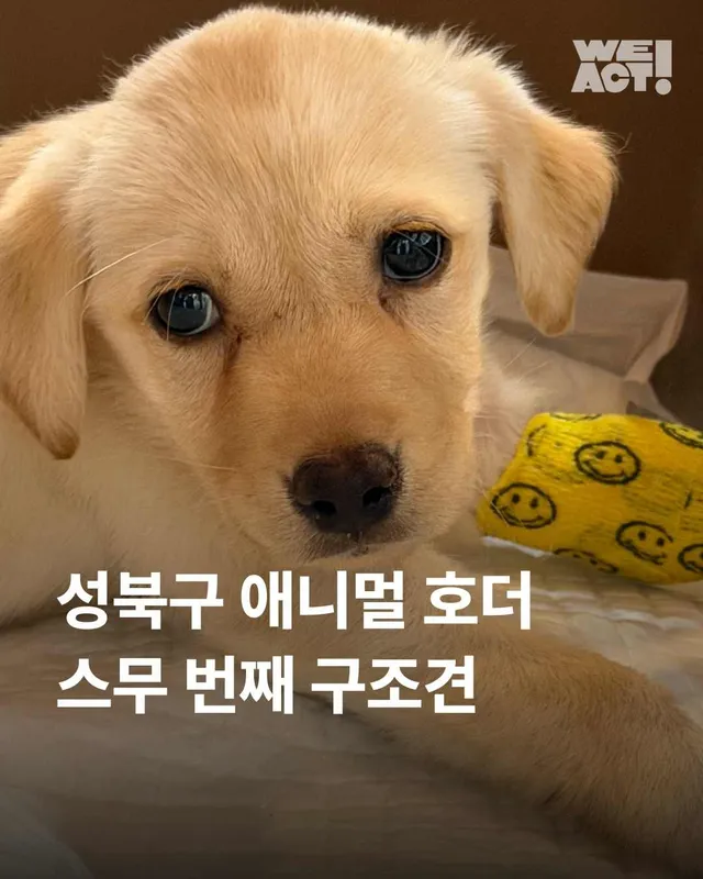 성북구 애니멀호더