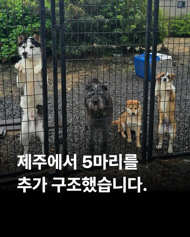 세이버즈프로젝트 제주시보호소