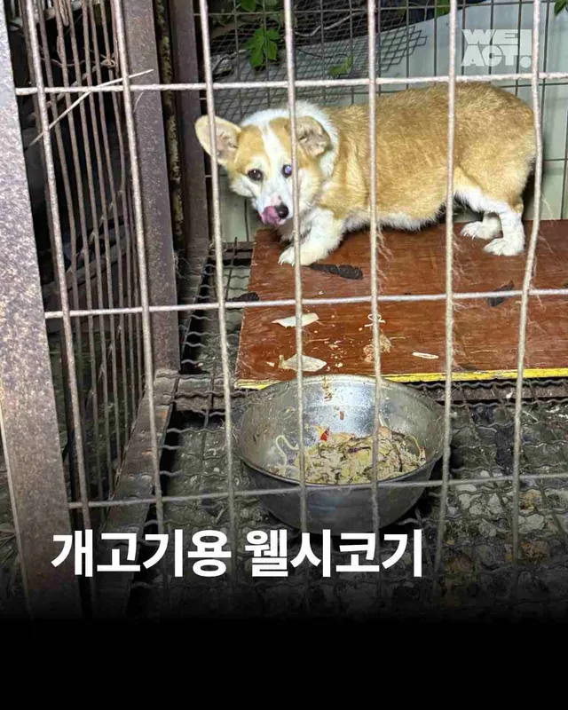 성남개농장