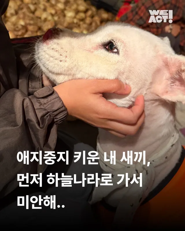 제주 방치견