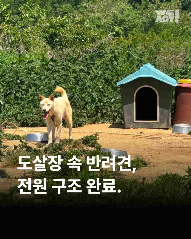 순천불법도살장2
