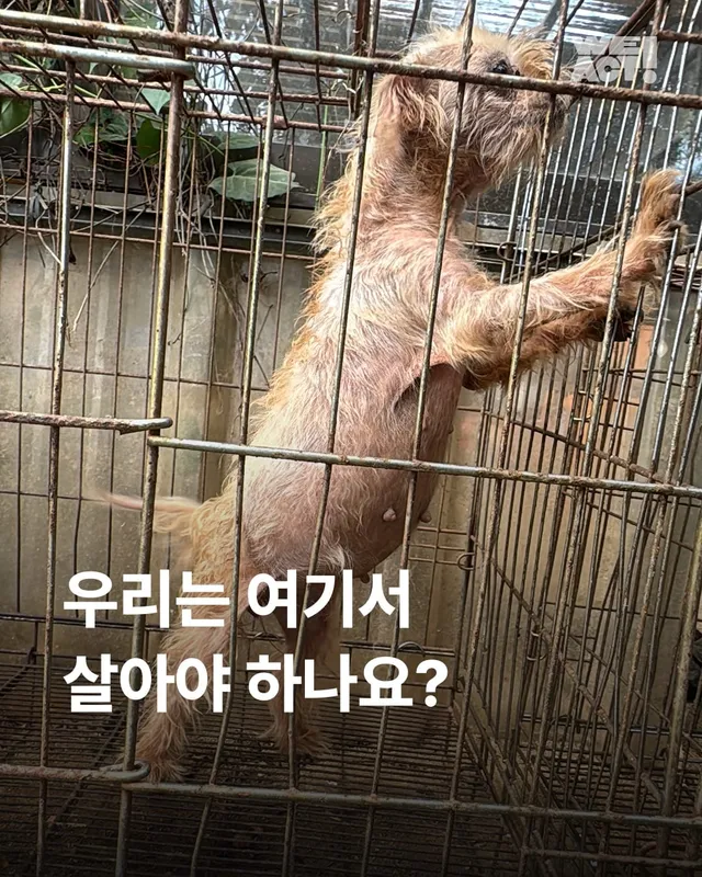 문경 방치견