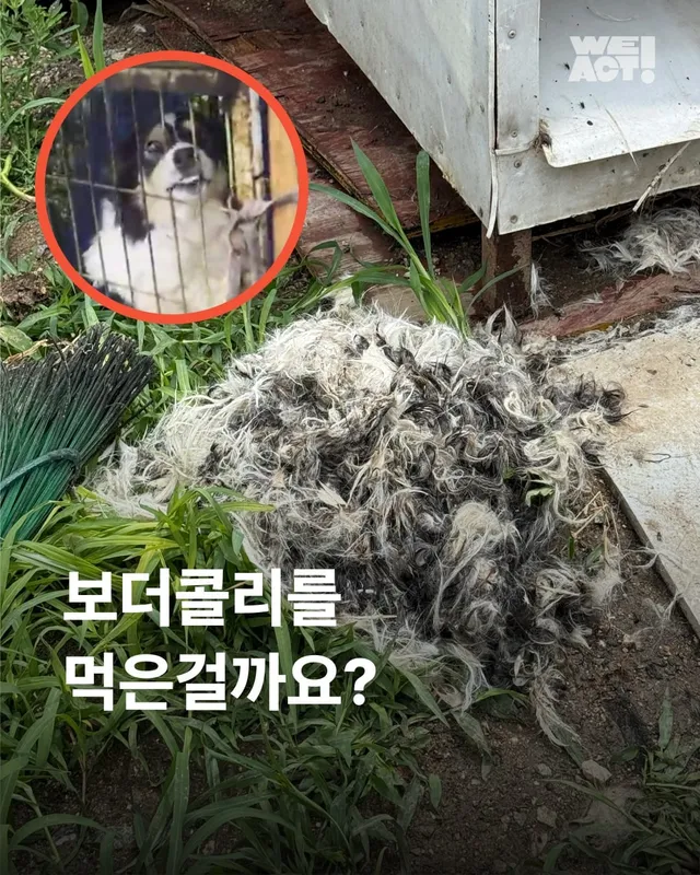 성남 불법개농장