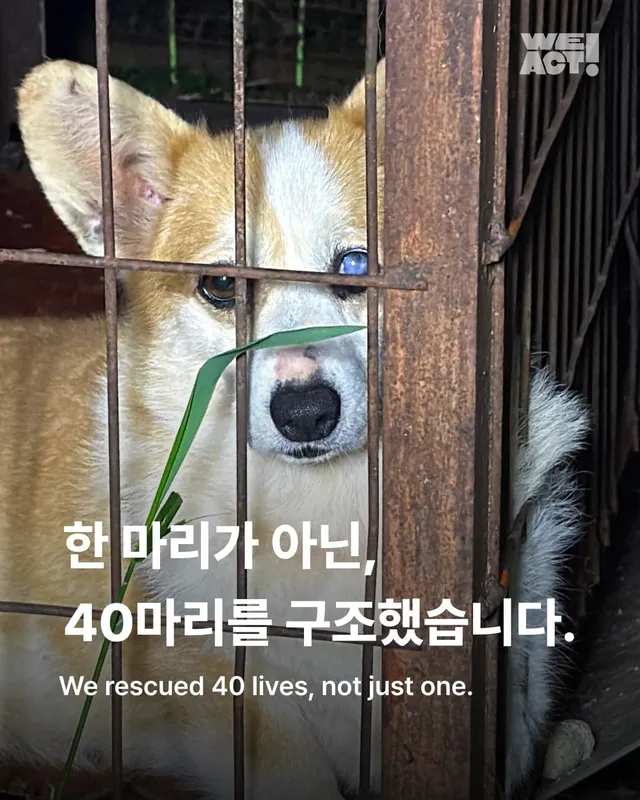 성남불법개농장
