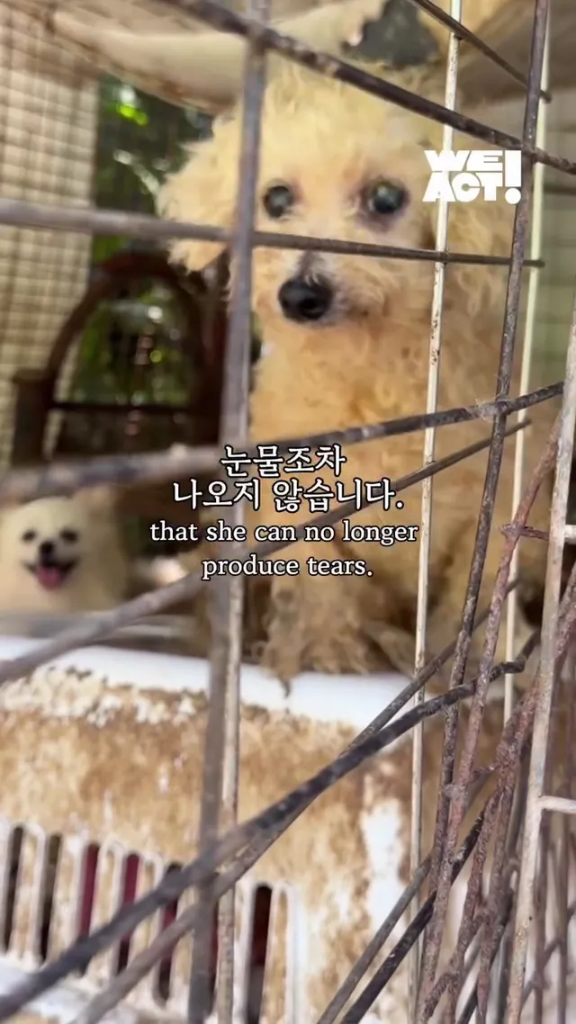 포천 불법 번식장