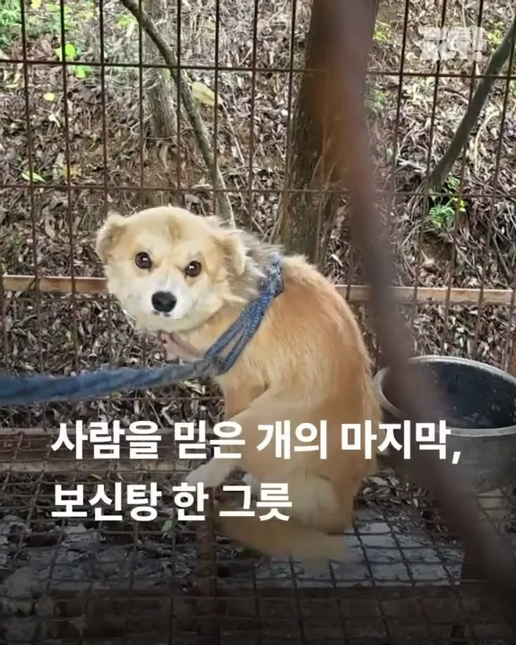 전남개농장