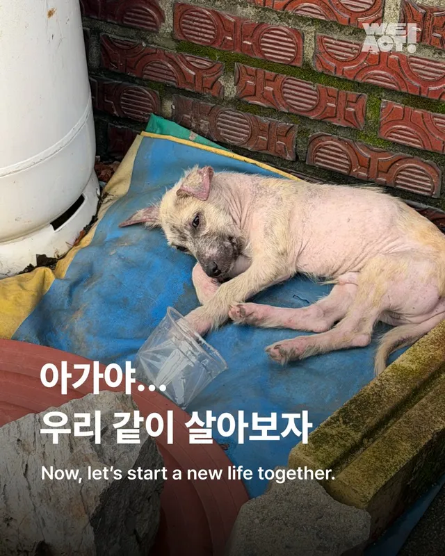 괴산방치견
