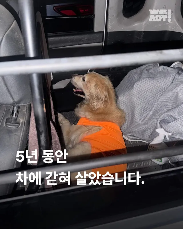 구리 방치견