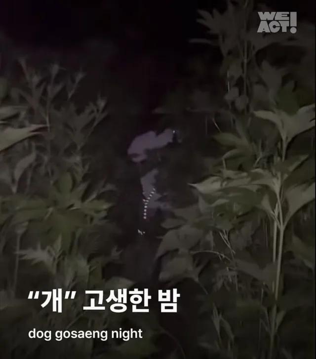 "개"고생한 밤