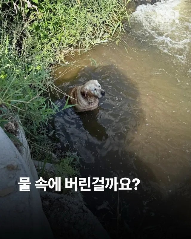 평택 방치견