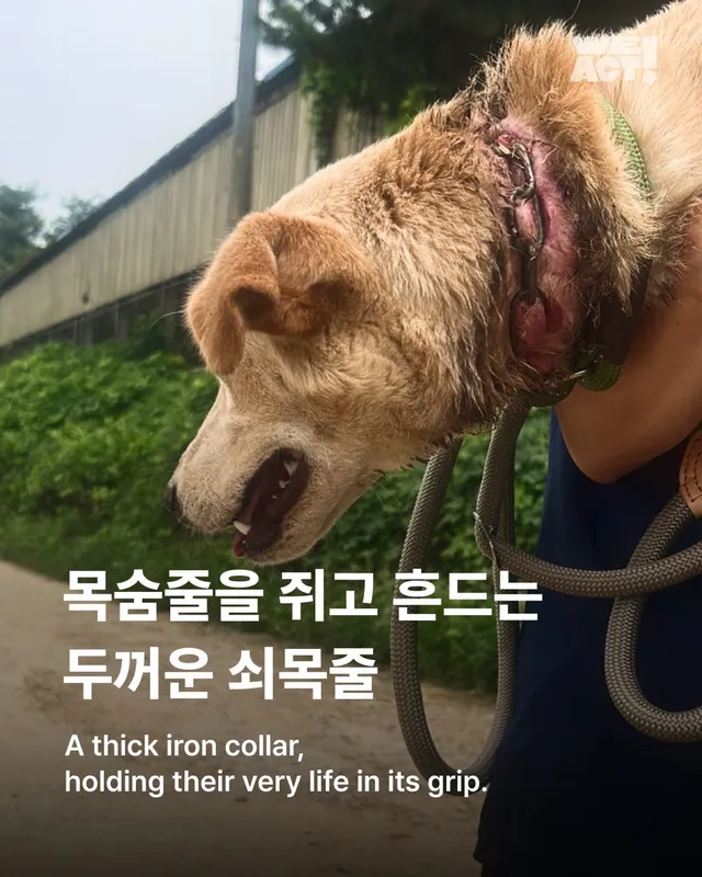 화성 방치견