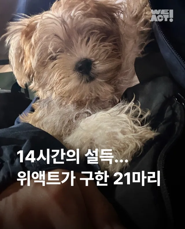 마포구 불법 신종 펫숍