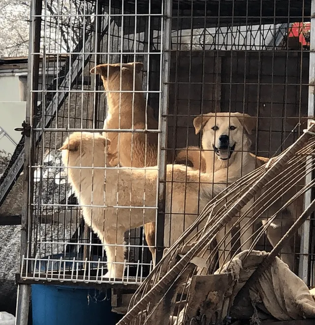 향산리435개농장_2021_05