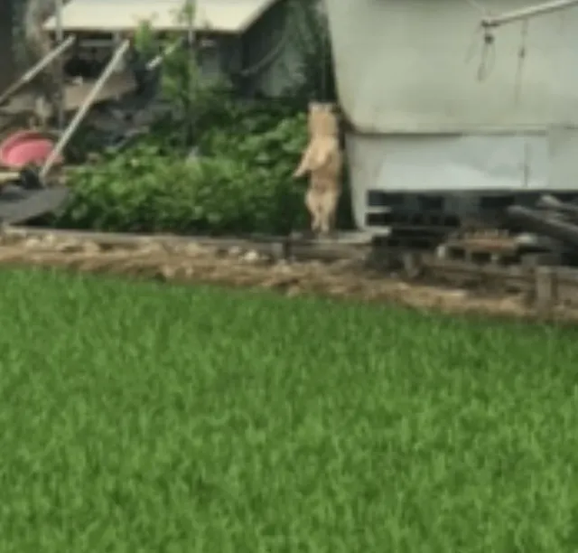 음성교살도살장_2021_06