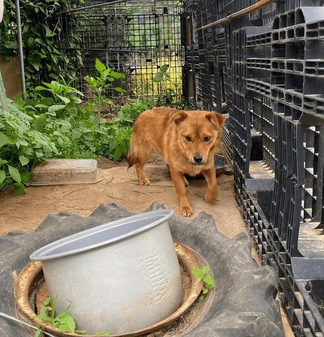 강화도피부병강아지_2021_07