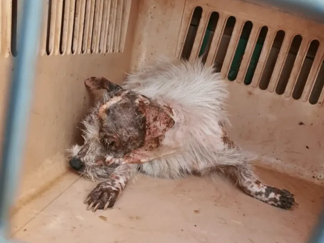 충남보호소피부병어미견_2021_10
