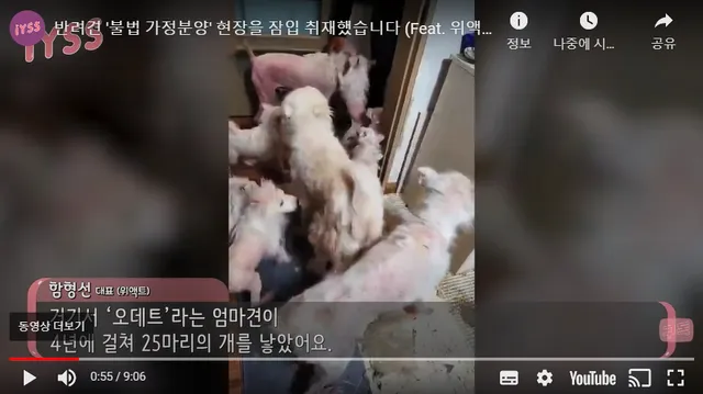 <일요시사TV> '구조됐던 새끼가 또?' 끊이지 않는 반려견 불법 분양