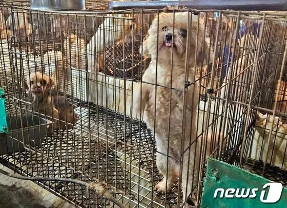 "지옥이었다"…동물단체, 번식장에서 개·고양이 300여마리 구조