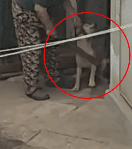 강아지 때려 경찰 다녀간 날…"또 때려야지"