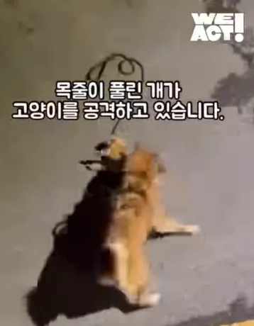 반려견이 길고양이 물어 죽이는데…방치한 견주 형사 고발