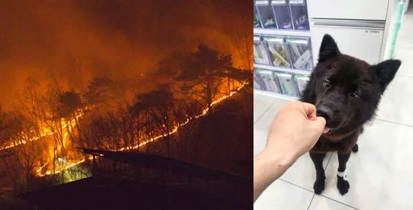[멍멍냥냥] “겨우 살렸는데 가족이 없네” 홀로 덩그러니 남은 산불 피해 동물들