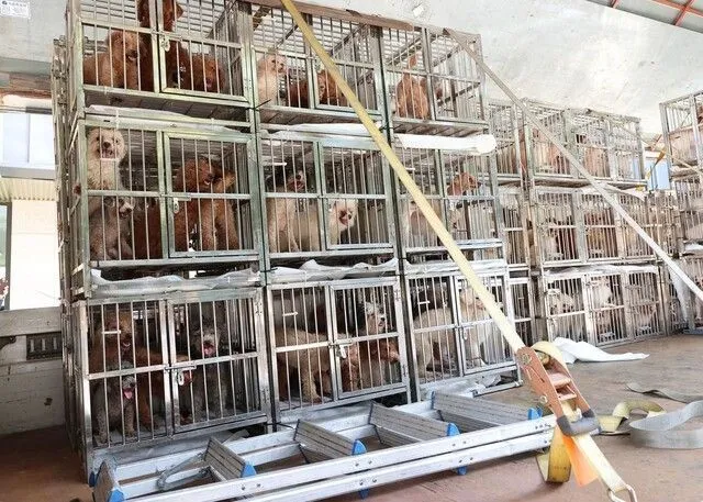 "어미 개 배 갈라 새끼 꺼냈다"…1400마리 '개농장' 운영자들 첫 재판