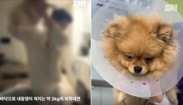 "너 때문에 죽는 거야"...던져진 반려견, 다시 소유자에게 돌아갔 다