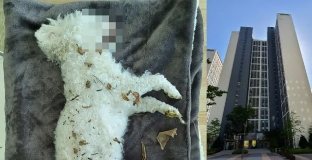 '누가 던졌나?' 고층 아파트에서 추락한 개.. 수사는 난항 예상돼